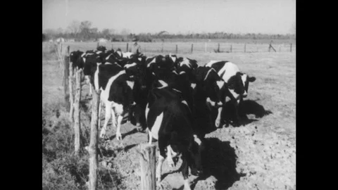 1950s: Farm, herd of cattle process forward. Farmer stands with hands on hips, Stock Footage 93325862