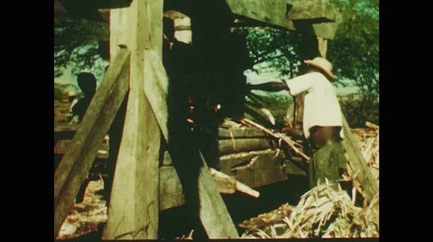 1950s: farmer using large machine with rollers to flatten and juice sugar cane, Stock-Footage 129569117