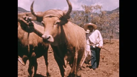 1950s: farmer walking through field, mine and surrounding structures, oxen Stock Footage 238787772