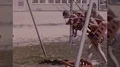 1950s Father Pushes Sons Kids on Swing Playground Vintage Old Film Home Movie HD Footage