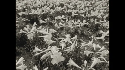 1950s: Field of Easter lilies. Hearing impaired couple smell the lilies. Stock Footage 116862753