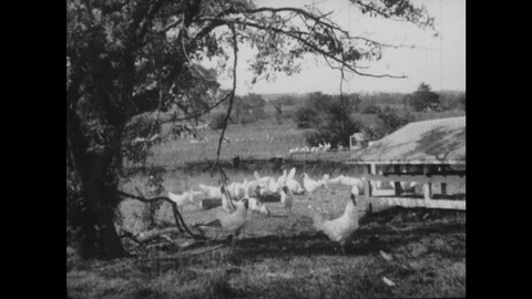 1950s: Flocks of free-range cockerels graze in farm yard near coops. Farmer Stock Footage 129979092