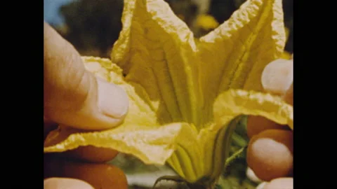 1950s: Flower, pointer points to stigma and stamen. Person holds open flower. Video stock 158824240
