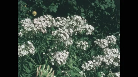 1950s: Flowering hydrangea bush waves in the wind. Time-lapse of a daffodil Stock Footage 217747979