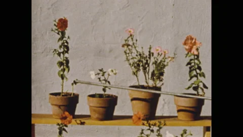 1950s: Flowers in pots on shelves, pointer points to different flowers. Stock Footage 158824232