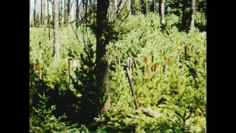1950s: Forest research plot, many dense young evergreen trees, orange stakes. Vídeos de archivo 89666926