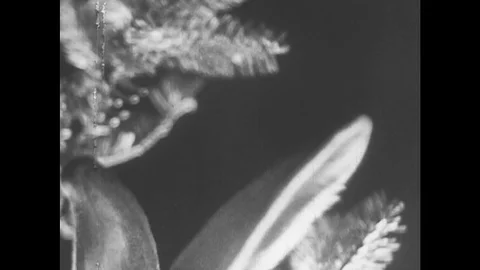 1950s: Fox Eats Some Food in a Forest Stock Footage 74812993