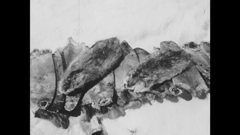 Metis Stock Footage Royalty Free Stock Videos Pond5