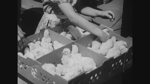 1950s: The girl and her father are back at the store looking at chicks and Stock Footage