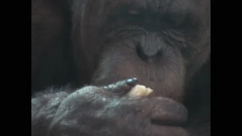 1950s: Gorilla eats banana. Monkey holds banana. Monkey in zoo. Painting of Stock Footage 194466266