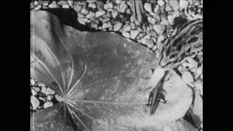 1950s: Grasshopper on leaf next to frog. Frog snags grasshopper with tung and Stock Footage 158383734