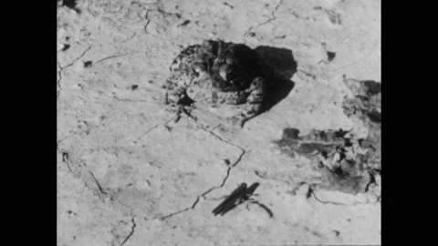1950s: Grasshopper sits on ground in front of toad. Newt camouflaged among Stock Footage 158383742