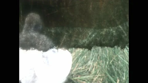 1950s: Gray duckling clambers through field. Dog in field. Hunter walks through Stock Footage 229570348