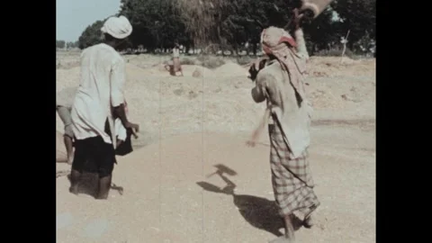 1950s: Group of people processing wheat by hand. Person and herd of goats on 库存影片 303588057