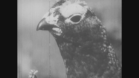 1950s: Grouse Looks Around. Boy Loads Arrow Into Crossbow. Boy Sees Bear, Runs Stock Footage