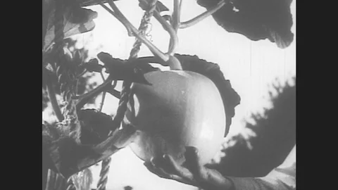 1950s: Hand holds melon that grows in melon vine. Plants grow from the soil in Vidéo 79609360