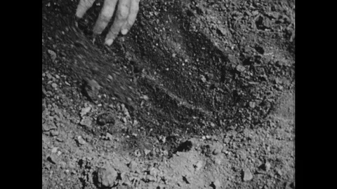 1950s: Hands dig hole in soil. Hands place fish and seeds in hole and cover it Stock Footage 124817605