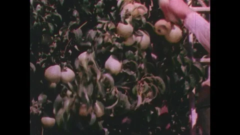 1950s: hands pick apples off trees. buckets drop fruit into baskets. men move Stock Footage 88876605