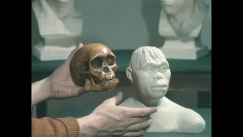 1950s: Hands set down sculpture of early human, hold up model of skull, pick up Stock-Footage 286713242