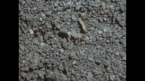 1950s: Insect hatching from egg. Close up of larva hatching. Shots of insect Stock Footage 240678636