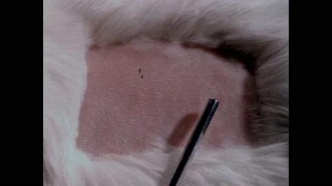 1950s: Lab animal rabbit. Shaved patch of skin on rabbit. Syringe in shaved Stockbeeldmateriaal 219633639