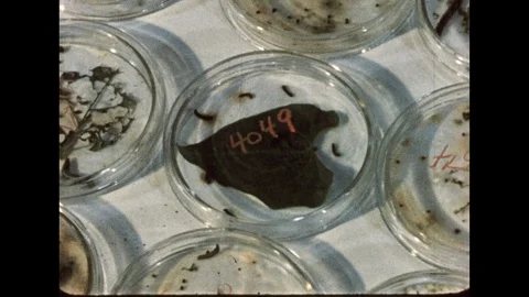 1950s: Leaf inside petri dish with dead insects. Man places tray of plants onto Stock Footage 113955213