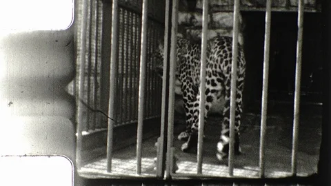 1950s Leopard Spotted Paces in Cage  Zoo Vintage Old Film Home Movie Stock Footage 113975558