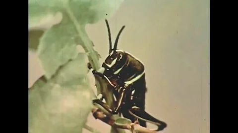 1950s - A lubber grasshopper goes through a process called molting a grows Stock Footage 132199592