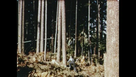 1950s: Lumberjack saws tree trunk in forest, walks away, large evergreen tree Video stock 89667160