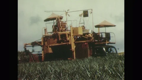 1950s: Machine distributes pineapple slips on field. Men distribute and plant Vídeo Stock 124337362