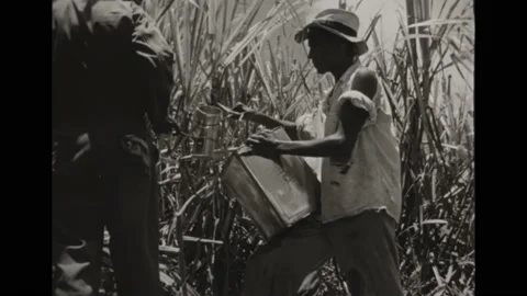 1950s: Man distributes water to workers harvesting crops on field. Man cuts down Vídeo Stock 161804926
