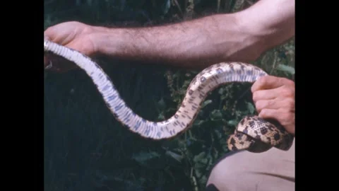 1950s: Man holds a white python with black pattern and straightens and bends it. Stock Footage 272976105