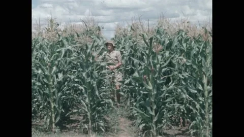 1950s: Man inspects corn stalks in field. Trains pull cars full of coal and Stock Footage 219816449