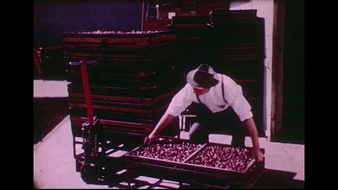 1950s: A man placing a tray of fruit onto a forklift.  A pair of hands smoothing Stock Footage 74579256