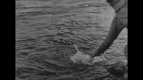 1950s: Man pulls fish from river with net / Close up of fish in water / Man Video stock 74566190