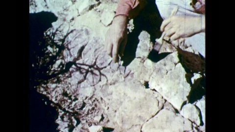 1950s: Man uses tools to clear ground around fossil. Stock Footage 94223466