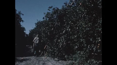 1950s: Men stack crates in an orange grove. Picker adjusts a ladder leaning 스톡 동영상 244481373