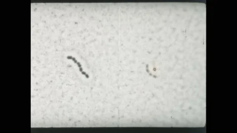1950s: Microphotography of a segmented bacterium. Side by side comparison of two Stock Footage 219633484