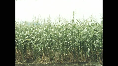 1950s: Microscopic organisms. Field of corn. Grass field with trees. Valley Stock Footage 138674757