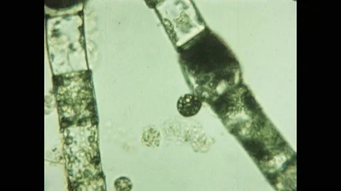 1950s: Microscopic view of cells. Microscopic view of worm-like creature. Stock Footage 138674763
