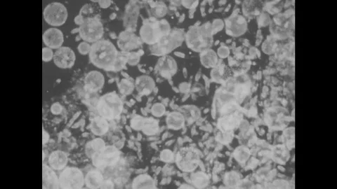 1950s: Microscopic view of plants and organisms. Seagull flies over the ocean. Video stock 80034980