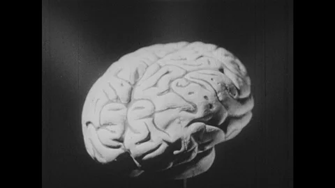 1950s: model of human brain on a stick rotates in spotlight Stock Footage 126013112