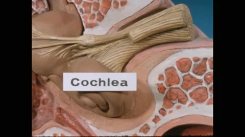 1950s: Model of inner ear with label, hand removes part, pointer points to Stock Footage 220809520