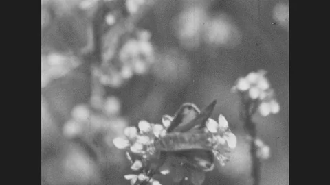 1950s: Moth On Flower.  Bee Struggles To Stay On Blossom.  Dragonfly.  Birds. Vidéo 80739042