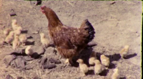1950s Mother Hen and Her Baby Chicks Chicken Farm Vintage Old Film Home Movie Stock Footage