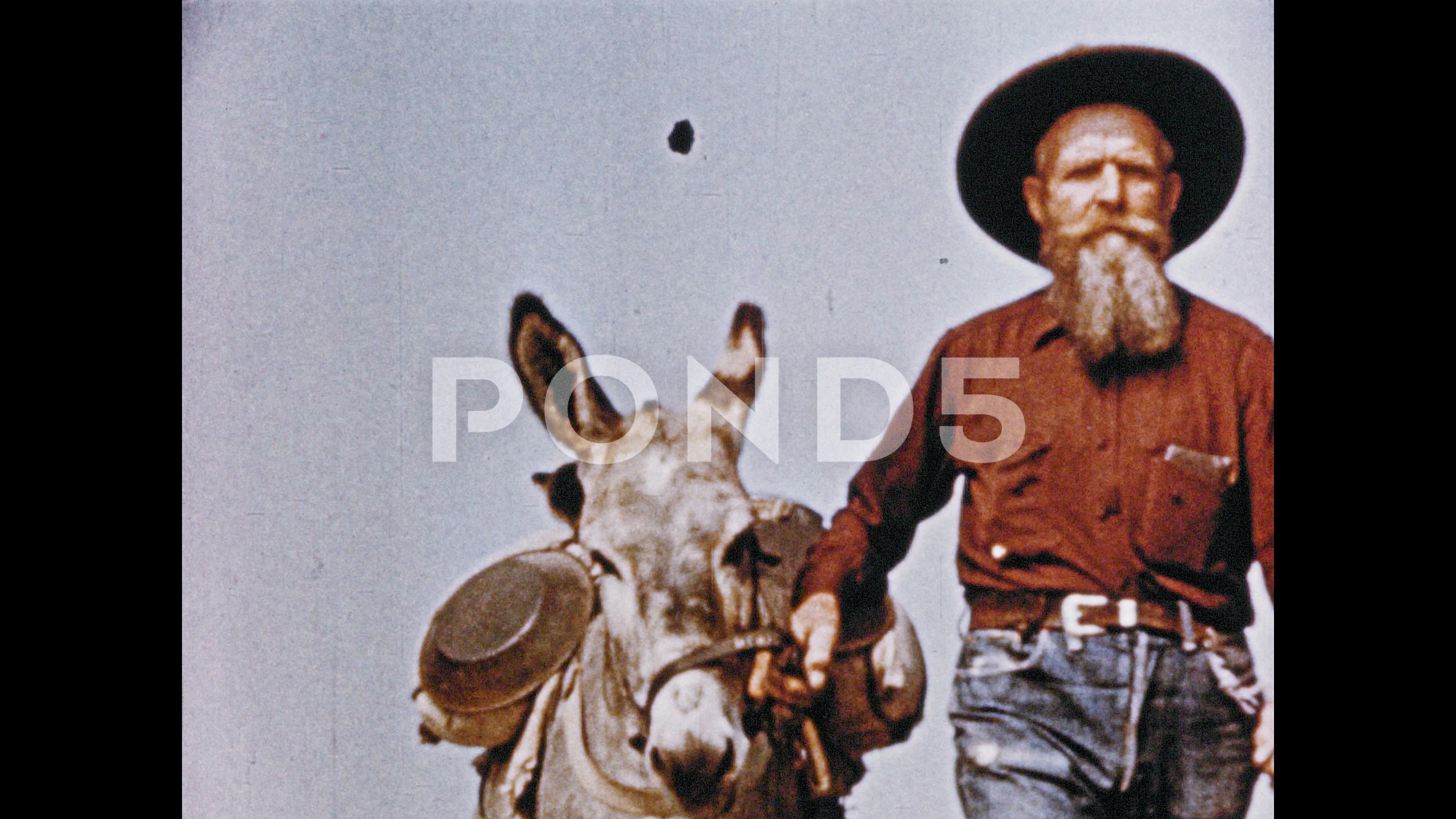 1950s: Old prospector guides burro Stock Video Pond5