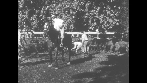 1950s: One man rides a horse while two others walk inside pen with cattle. Three Stock Footage