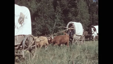 1950s: Oxen pull covered wagons, men hold reins, wave, jump down. Man walks out Stock Footage 219631264
