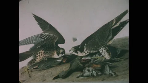 1950s: Painting of two birds attacking, eating other birds. Painting of large Stock Footage 233214546