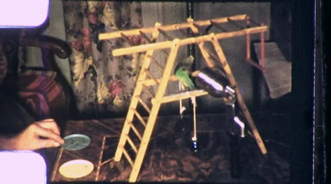 1950s Parakeet Tiny Pet Fun Bird Gym Workout Animal Vintage Old Film Home Movie Video stock 58800081